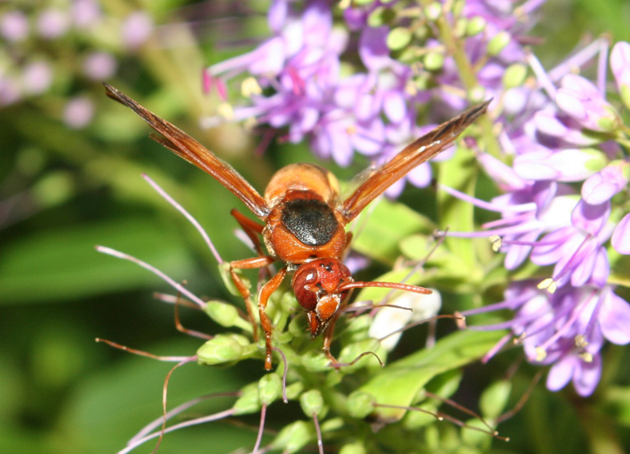 La rossa delle antenne fragili: Rhynchium oculatum